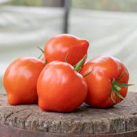 Томат Пеконет F1 500 нас. Сингента (Syngenta)