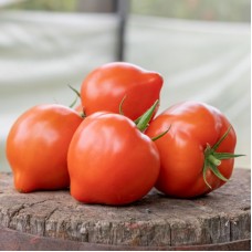 Томат Пеконет F1 500 нас. Сингента (Syngenta)