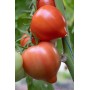 Томат Пеконет F1 500 нас. Сингента (Syngenta)