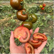 Томат Порцелян F1 100 нас. Сингента (Syngenta)