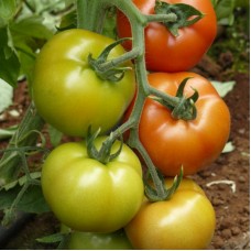 Томат Саннерін F1 500 нас. Сингента (Syngenta)