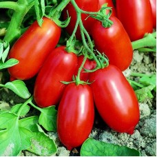 Томат Уліссе F1 2500 нас. Сингента (Syngenta)