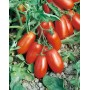 Томат Уліссе F1 2500 нас. Сингента (Syngenta)